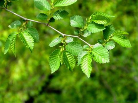 断桥残雪的精美句子