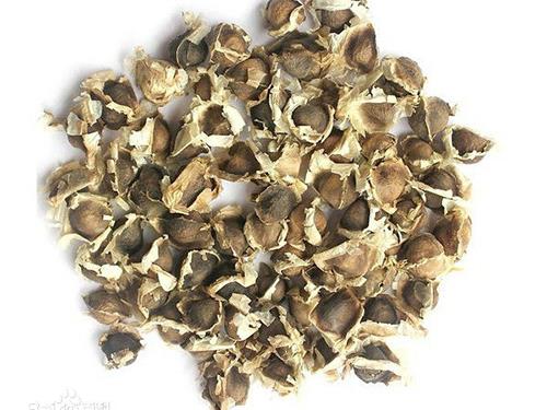 洪晟翔辣木籽有用吗