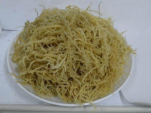 海石花什么人不能吃?海石花的适用人群