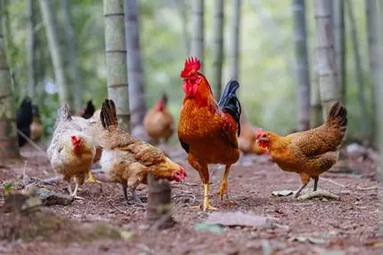 思鸡盯是什么意思