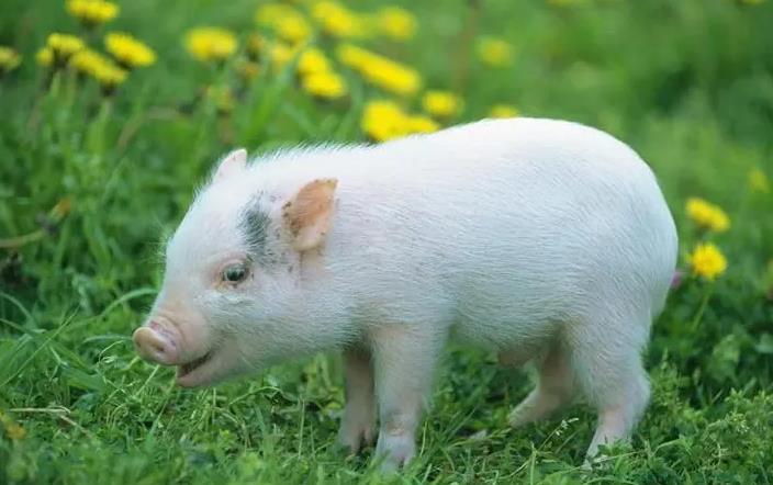 乌克兰小乳猪是什么意思