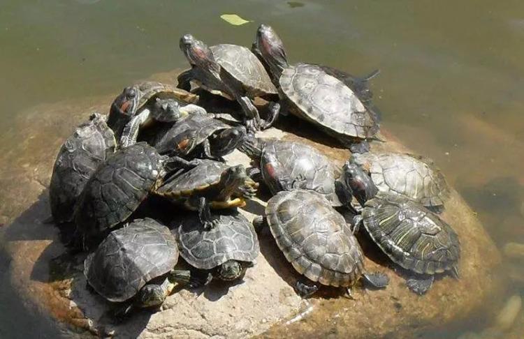 水浅王八多是什么意思