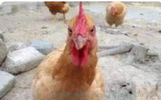 寸止是什么意思