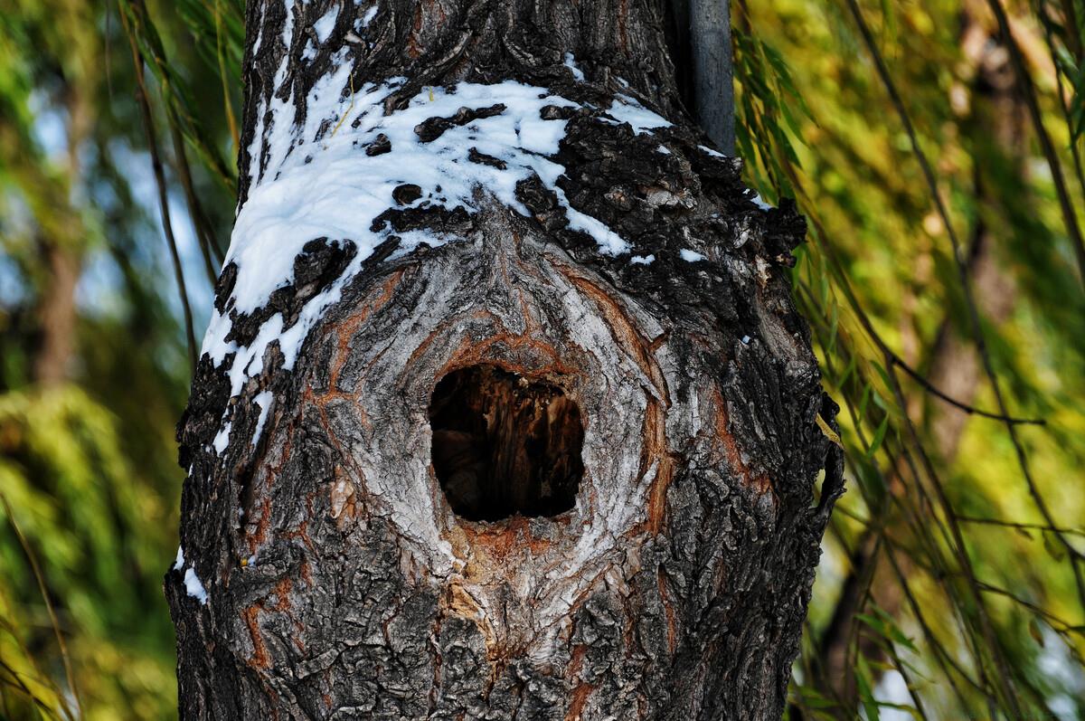 树洞是什么意思