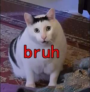 bruh猫是什么意思