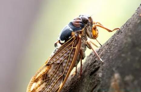 房山季鸟猴是什么意思