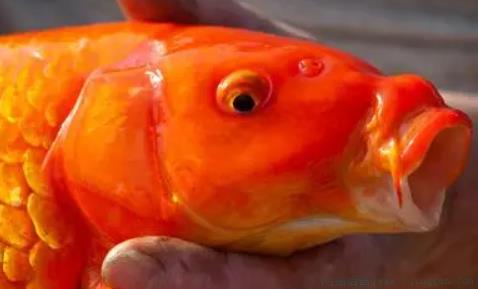 落难锦鲤是什么意思