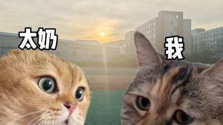 对话小猫是什么意思