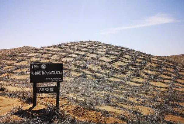 8888冠军林是什么意思