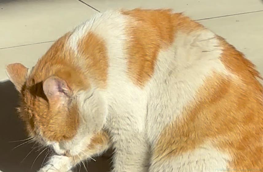 chipi猫是什么意思