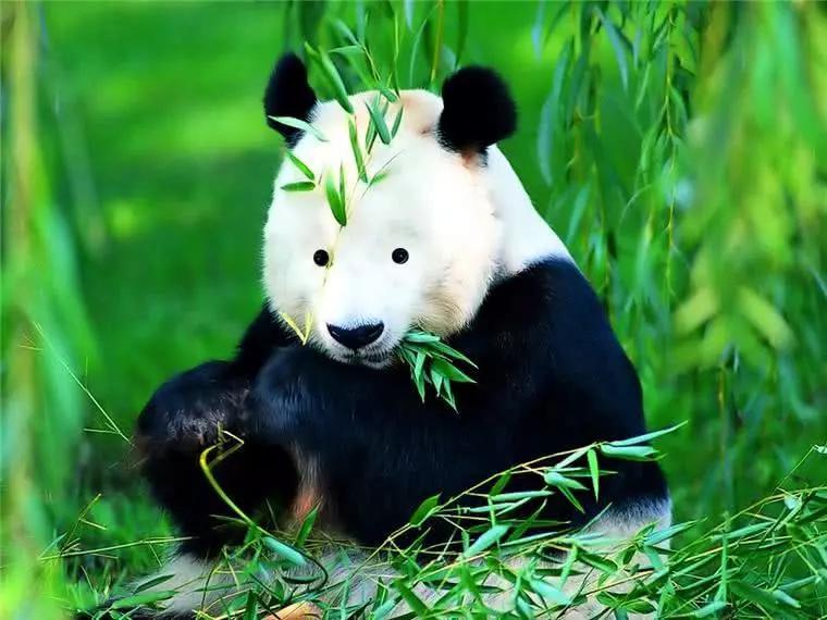 牢底坐穿兽是什么意思