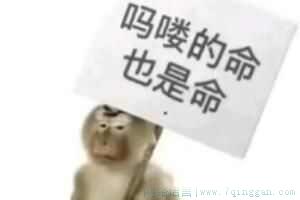 吗喽的命也是命是什么意思