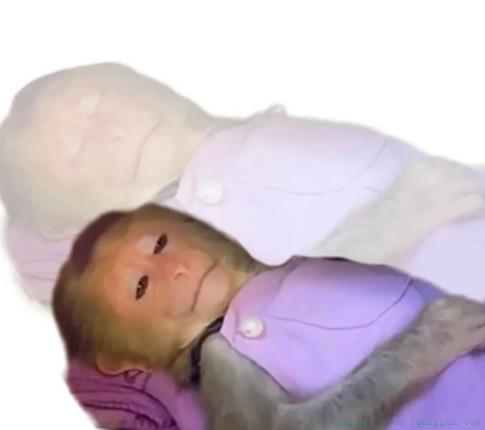 吗喽的命也是命