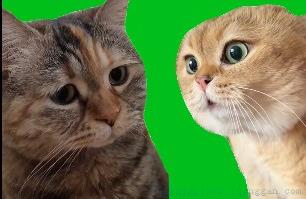 猫猫对话是什么意思