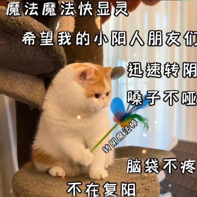 转阴小猫是什么意思