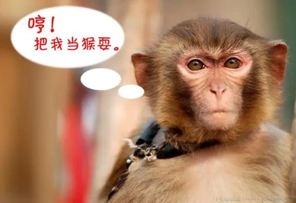 我只有猴当是什么意思