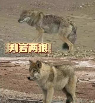 化缘狼是什么意思