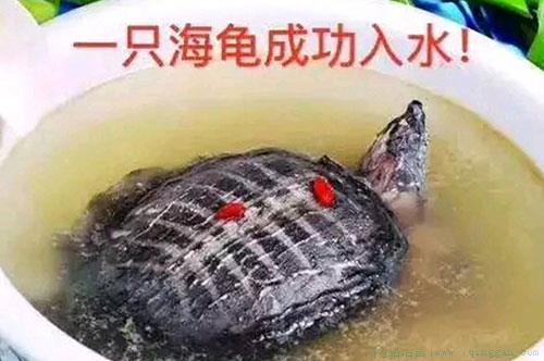 一只海龟成功入水是什么意思