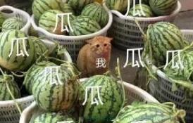 一瓜未平一瓜又起是什么意思