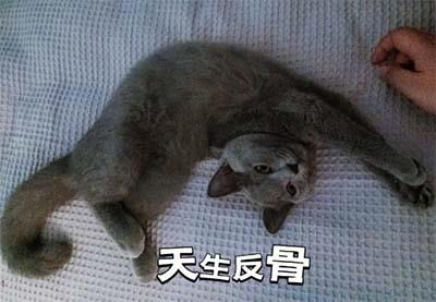 反骨是什么意思