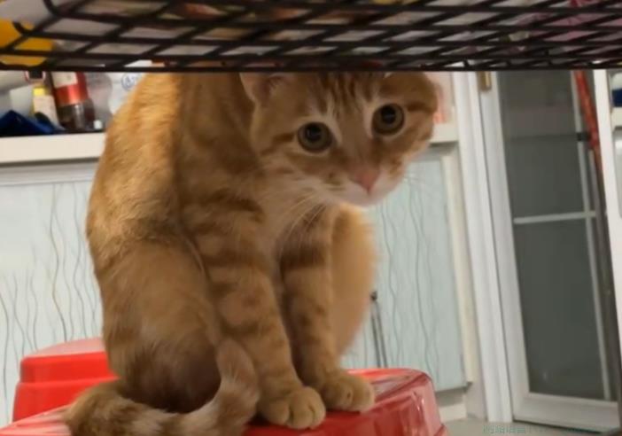 偷感是什么意思