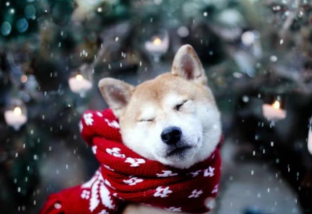 can i be your dog是什么意思