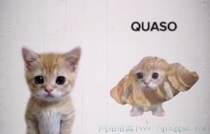 Quaso是什么意思