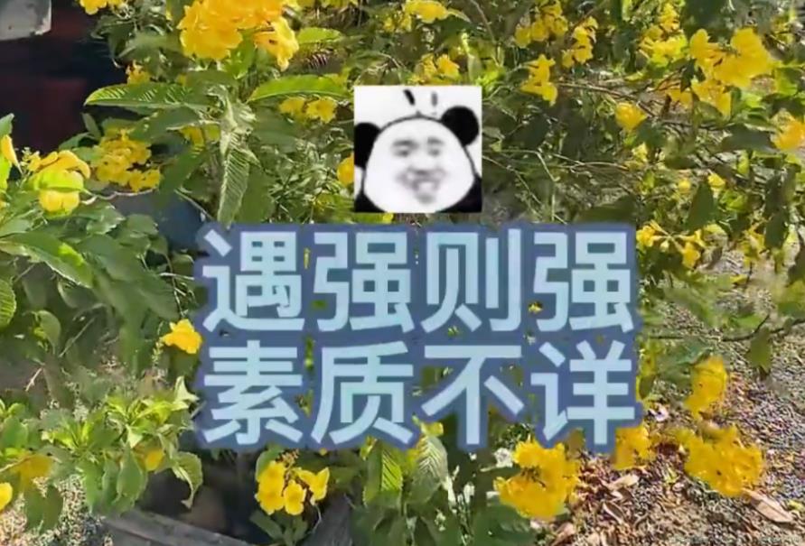 素质不详遇强则强是什么意思