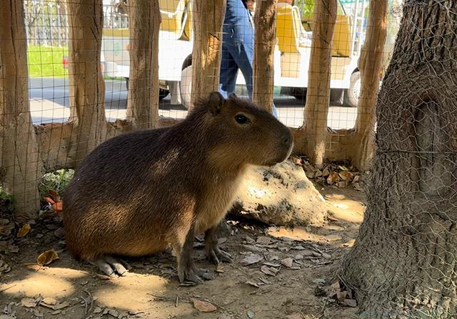 淡人是什么意思