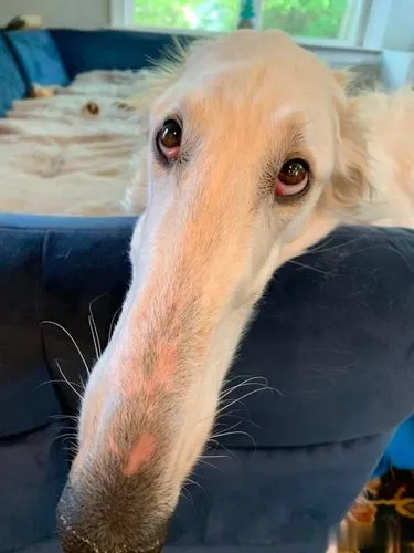 长鼻狗是什么意思