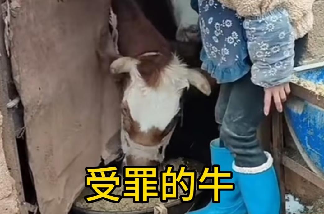 小英家的牛是什么意思