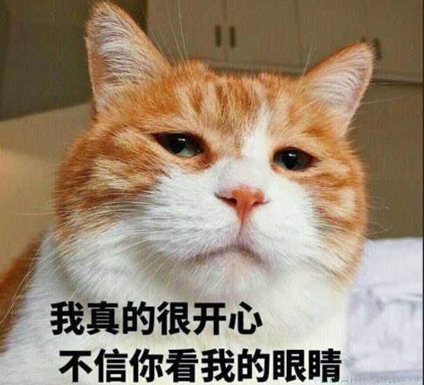 主打的就是一个陪伴是什么意思
