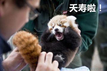 夭寿是什么意思