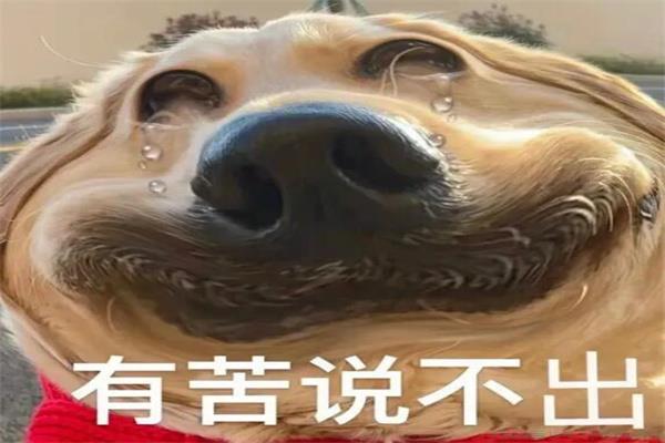 大渊种是什么意思