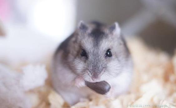 仓鼠症是什么意思