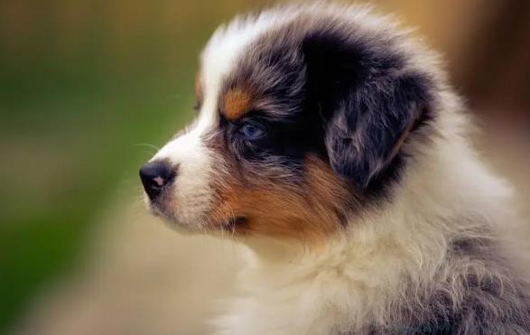 毛绒饥渴症是什么意思