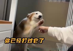 鬼迷日眼是什么意思