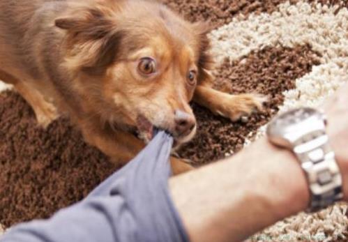 狗塑是什么意思