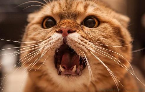 猫塑是什么意思