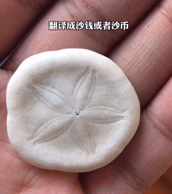 盾形海胆是什么意思