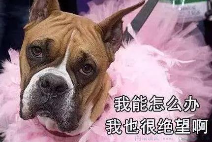 我能怎么办啊我也很绝望啊