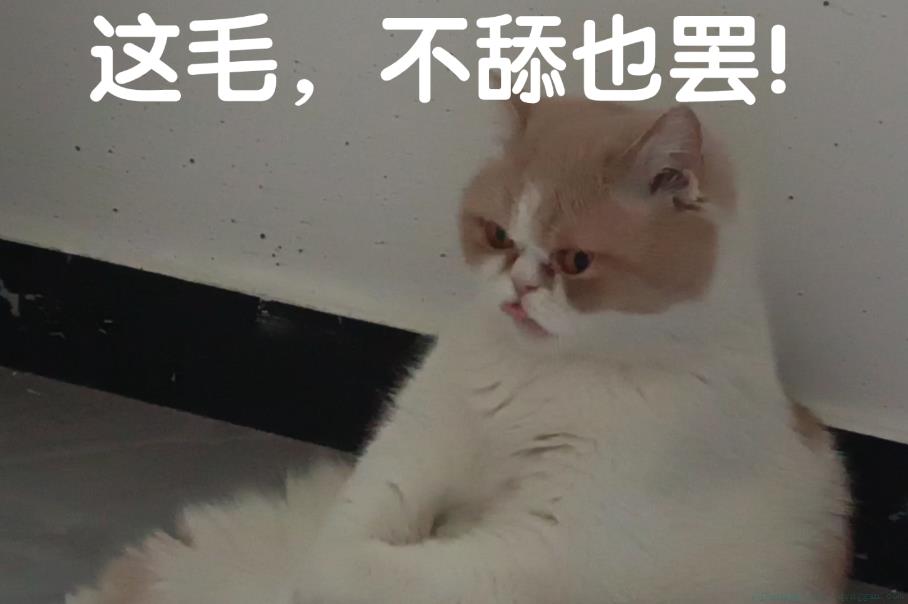 舔猫是什么意思
