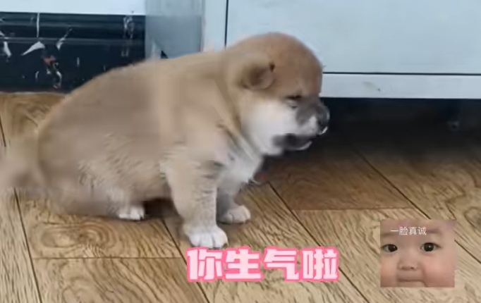小鼻嘎是什么意思