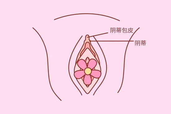 女生的小豆豆是什么意思