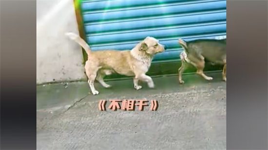 不相干是什么意思