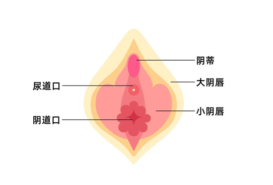 女人的A点U点G点什么意思 - 第5张