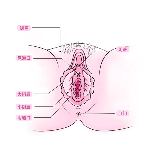 Pussy是什么意思 - 第2张