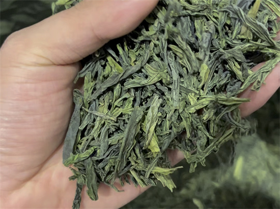 六安瓜片属于什么茶类