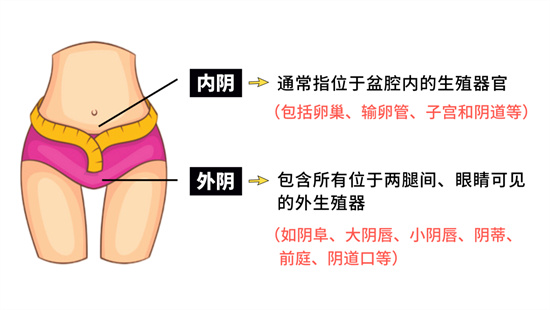 女生户型是什么意思 - 第3张