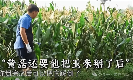 邪恶栀子花是什么意思 - 第3张